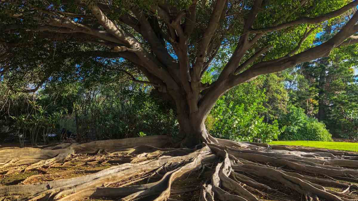 arbol-de-la-vida-